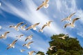 St. Petersburg. The Gulf of Finland. Sea gulls against a blue sky