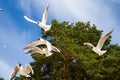 St. Petersburg. The Gulf of Finland. Sea gulls against a blue sky