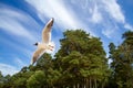 St. Petersburg. The Gulf of Finland. Sea gulls against a blue sky