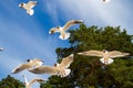 St. Petersburg. The Gulf of Finland. Sea gulls against a blue sky