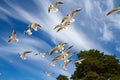 St. Petersburg. The Gulf of Finland. Sea gulls against a blue sky