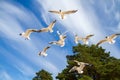 St. Petersburg. The Gulf of Finland. Sea gulls against a blue sky