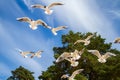 St. Petersburg. The Gulf of Finland. Sea gulls against a blue sky