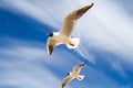 St. Petersburg. The Gulf of Finland. Sea gulls against a blue sky