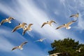 St. Petersburg. The Gulf of Finland. Sea gulls against a blue sky