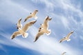 St. Petersburg. The Gulf of Finland. Sea gulls against a blue sky