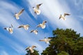 St. Petersburg. The Gulf of Finland. Sea gulls against a blue sky