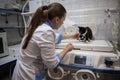 Girl veterinarian examines the health of a cat on special expensive equipment. The cat is damaged, the bone of the paw is broken.