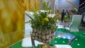 Floristic decor of the recreation and networking zone for meeting in expo centre. Handmade wooden vase with natural green plants.