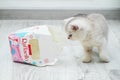 White British kitten plays with empty Raffaello confectionery box