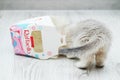 White British kitten plays with empty Raffaello confectionery box