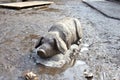 Wooden statue of pig in mud. Royalty Free Stock Photo
