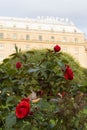 red roses bush with beautiful vibrant flowers, petals and buds, green leaves and the Astoria hotel building facade sign