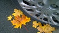 Car wheel on road. Close up. Yellow fallen maple leaves on asphalt. Golden autumn street. Travelling concept. Driving. Automobile