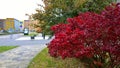 Autumn street scene near expo and convention business centre Expoforum. Burning Bush Euonymus alatus with fiery red fall foliage. Royalty Free Stock Photo