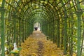 St. Petersburg, Russia, October 28, 2023. A tunnel of climbing plants in the Summer Garden in autumn.