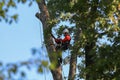 A professional climber with a chainsaw, safety belts, a helmet and protective equipment cuts a tall, dry tree in a park at a heig