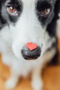 St. Valentine`s Day concept. Funny portrait cute puppy dog border collie holding red heart on nose. Lovely dog in love on