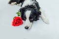 St. Valentine`s Day Concept. Funny Portrait Cute Puppy Dog Border Collie Lying Down With Red Rose Flower Isolated On White