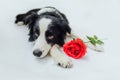 St. Valentine&#x27;s Day Concept. Funny Portrait Cute Puppy Dog Border Collie Lying Down With Red Rose Flower Isolated On