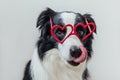 St. Valentine's Day concept. Funny puppy dog border collie in red heart shaped glasses isolated on white background Royalty Free Stock Photo