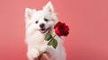 St. Valentine's Day concept. Funny portrait cute puppy dog holding red rose flower. Royalty Free Stock Photo