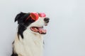 St. Valentine& x27;s Day concept. Funny puppy dog border collie in red heart shaped glasses  on white background Royalty Free Stock Photo