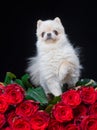 St. Valentines Day. Lovely Pomeranian spitz gives a flower gift. Happy lover puppy dog lying with an artificial red rose Royalty Free Stock Photo