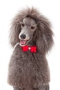 Stabdard Poodle with Red Bow Tie