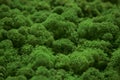 Stabilized green moss texture Royalty Free Stock Photo
