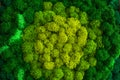 Stabilized multicolored Icelandic moss in the interior. Panel of green moss on the wall. Wall decoration with moss. Green moss Royalty Free Stock Photo