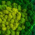 Stabilized multicolored Icelandic moss in the interior. Panel of green moss on the wall. Wall decoration with moss. Green moss Royalty Free Stock Photo