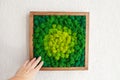 Stabilized multicolored Icelandic moss in the interior. Panel of green moss on the wall. Wall decoration with moss. Green moss Royalty Free Stock Photo