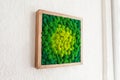 Stabilized multicolored Icelandic moss in the interior. Panel of green moss on the wall. Wall decoration with moss. Green moss Royalty Free Stock Photo