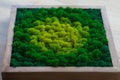 Stabilized multicolored Icelandic moss in the interior. Panel of green moss on the wall. Wall decoration with moss. Green moss Royalty Free Stock Photo