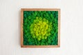 Stabilized multicolored Icelandic moss in the interior. Panel of green moss on the wall. Wall decoration with moss. Green moss Royalty Free Stock Photo
