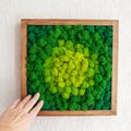 Stabilized multicolored Icelandic moss in the interior. Panel of green moss on the wall. Wall decoration with moss. Green moss Royalty Free Stock Photo