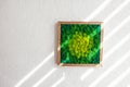 Stabilized multicolored Icelandic moss in the interior. Panel of green moss on the wall. Wall decoration with moss. Green moss Royalty Free Stock Photo
