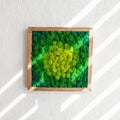 Stabilized multicolored Icelandic moss in the interior. Panel of green moss on the wall. Wall decoration with moss. Green moss Royalty Free Stock Photo