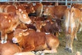 Stable of brown cows