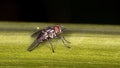 Stable Fly