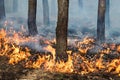 Stable ground fire in pine stand Royalty Free Stock Photo