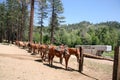 Stable horses Royalty Free Stock Photo