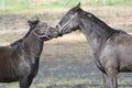 Stable Horses Nuzzling Faces In A Spring Pasture