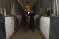 At the stable. Police trainer leading horse through the corridor out for walking