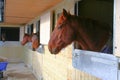 Stabled horses