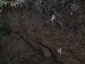 a large steppe spider on a web waiting for a victim Royalty Free Stock Photo