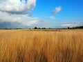 Heathland near Heeze, the Netherlands