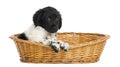 Stabyhoun puppy in a wicker basket