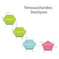 Tetrasaccharide Stachyose biochemistry vector illustration diagram graphic